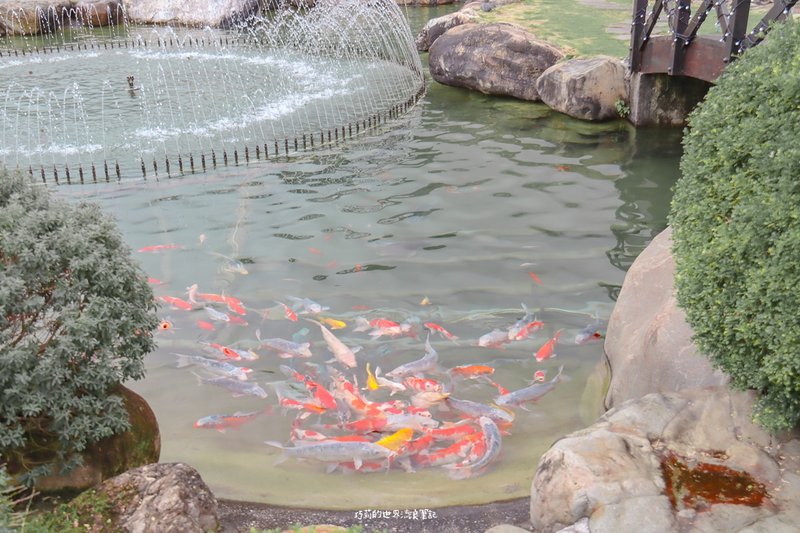 花蓮美食海鮮創作無菜單料理，4000坪落羽松庭園美景超好拍